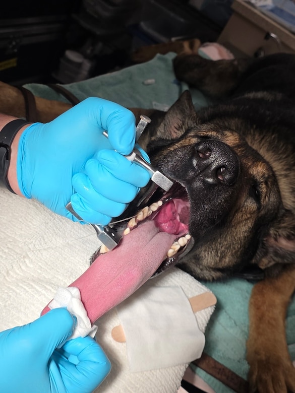 Veterinary Team Provided Critical Care to Military Working Dog (MWD)