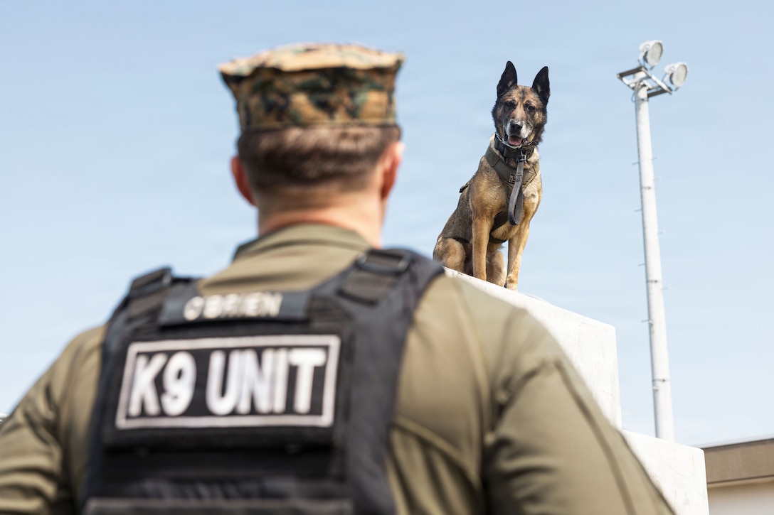 A military working dog sitting on an elevated obstacle against a blue sky looks down at a Marine.