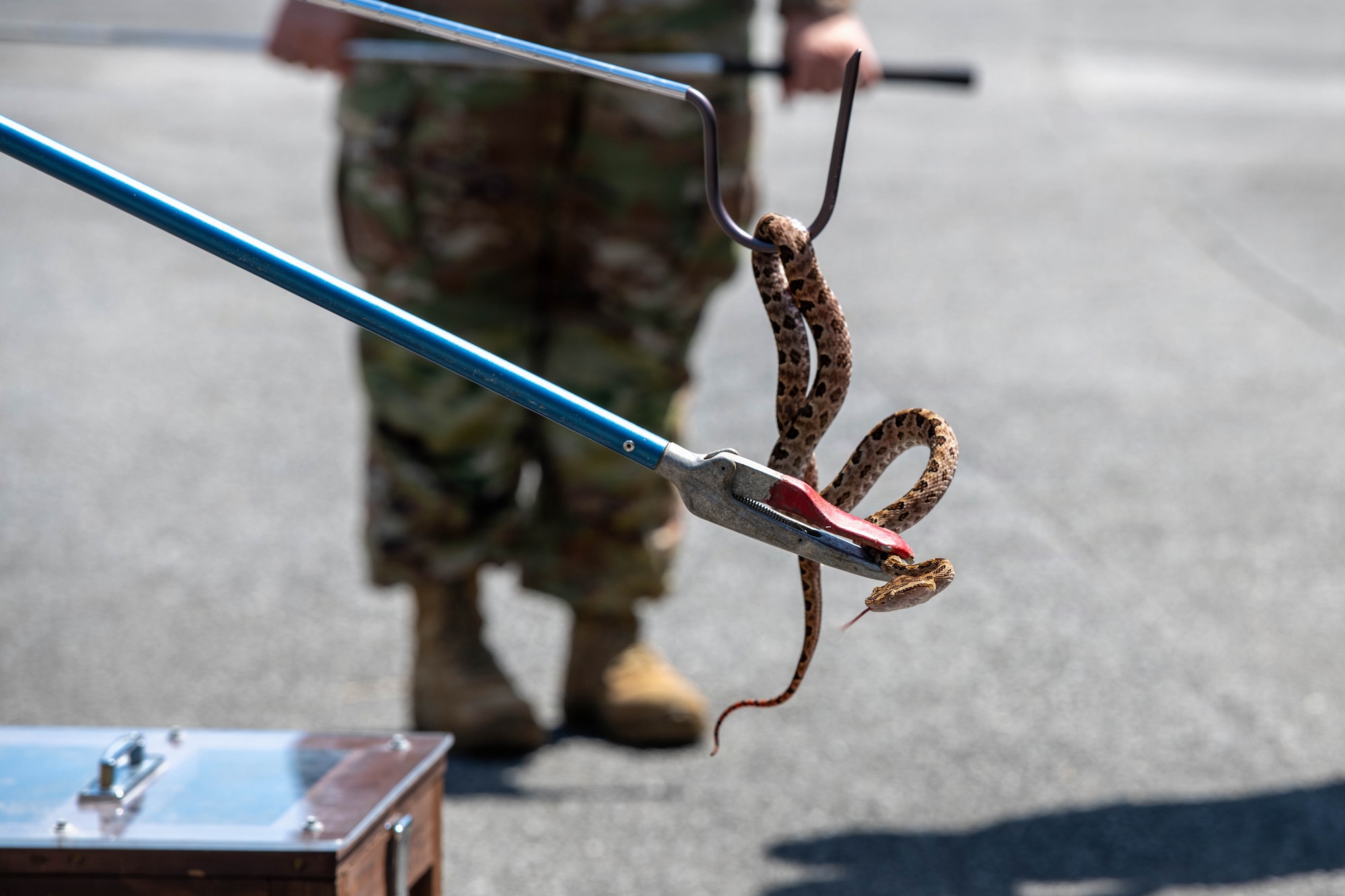 Service member handles snake.