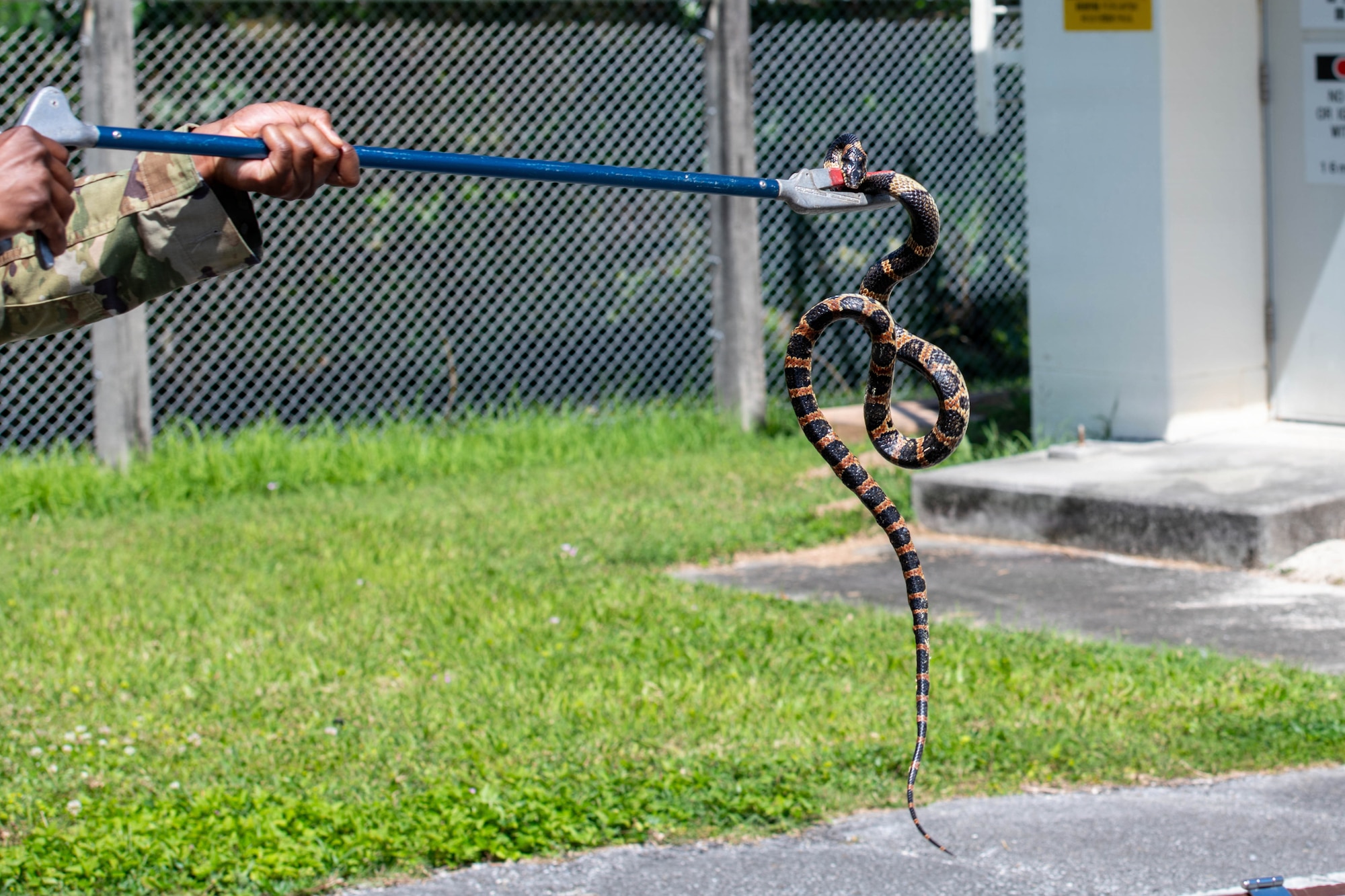 Service member handles snake.