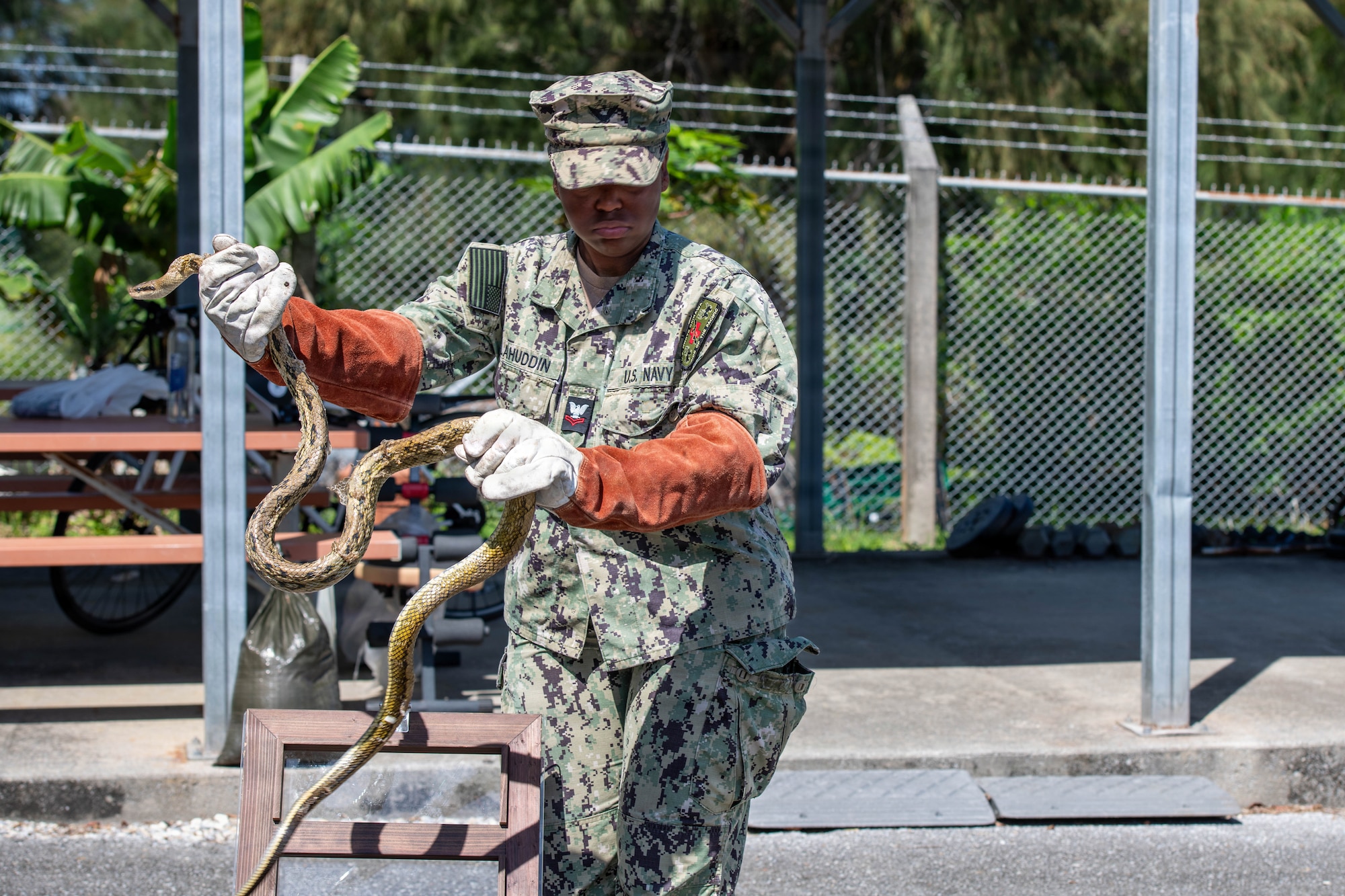 Service member handles snake.