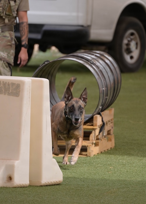 KKora, a 56th Security Forces Squadron military working dog, exits a training tunnel in an obstacle course during the 2026 Police Week K-9 competition held at Luke Air Force Base, Arizona, May 13, 2026. The competition showcased speed, precision and teamwork between handlers and dogs to meet mission-ready requirements of the lethal force. (U.S. Air Force photo by Airman 1st Class Rebecca Wagner)