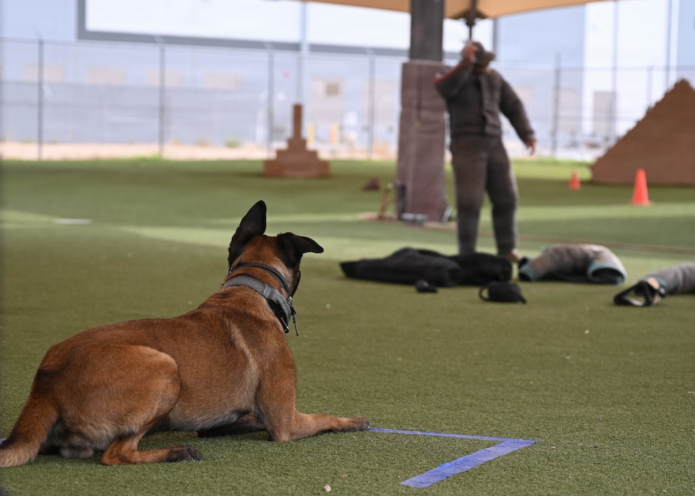 Viko, a 56th Security Forces Squadron military working dog, awaits commands during the 2026 Police Week K-9 competition held at Luke Air Force Base, Arizona, May 13, 2026. The competition demonstrated the discipline and control military working dogs maintain while supporting handlers in high-stress operational environments both at home station and global areas of responsibility. (U.S. Air Force photo by Airman 1st Class Rebecca Wagner)