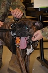 In recognition of Nurse Tech Week, Bowser the Therapy Dog visits students and staff in the Medical Education and Training Campus Air Force Aerospace Medical Service Apprentice course May 8.