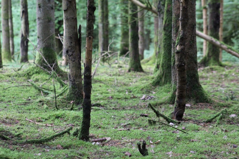 Ardennes Forest
A Monument to the 28th Infantry Division in Luxembourg
Photo by Sergeant First Class Nicole L. Brittain