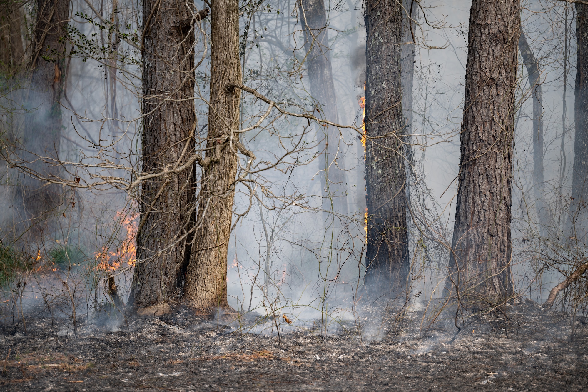 A prescribed fire burns within a forested area of Arnold Air Force Base, Tenn., March 6, 2026. Prescribed fires are controlled blazes used to mitigate wildfire risks by burning potential wildfire fuels and to achieve wildlife management objectives. The operations at Arnold are overseen by the Arnold AFB Natural Resources team. This year’s prescribed fire season at Arnold ran from late February throughout March. (U.S. Air Force photo by Keith Thornburgh)