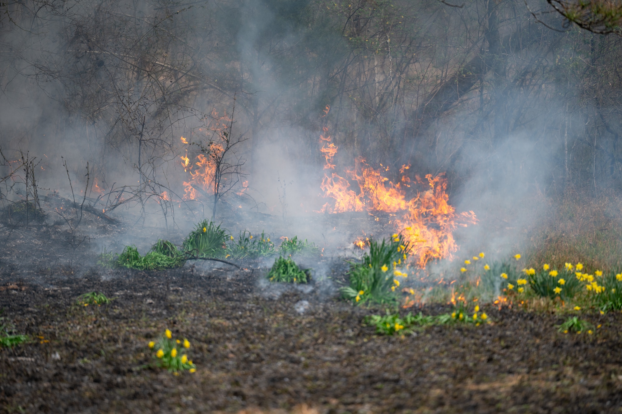 A prescribed fire burns within a forested area of Arnold Air Force Base, Tenn., March 6, 2026. Prescribed fires are controlled blazes used to mitigate wildfire risks by burning potential wildfire fuels and to achieve wildlife management objectives. The operations at Arnold are overseen by the Arnold AFB Natural Resources team. This year’s prescribed fire season at Arnold ran from late February throughout March. (U.S. Air Force photo by Keith Thornburgh)