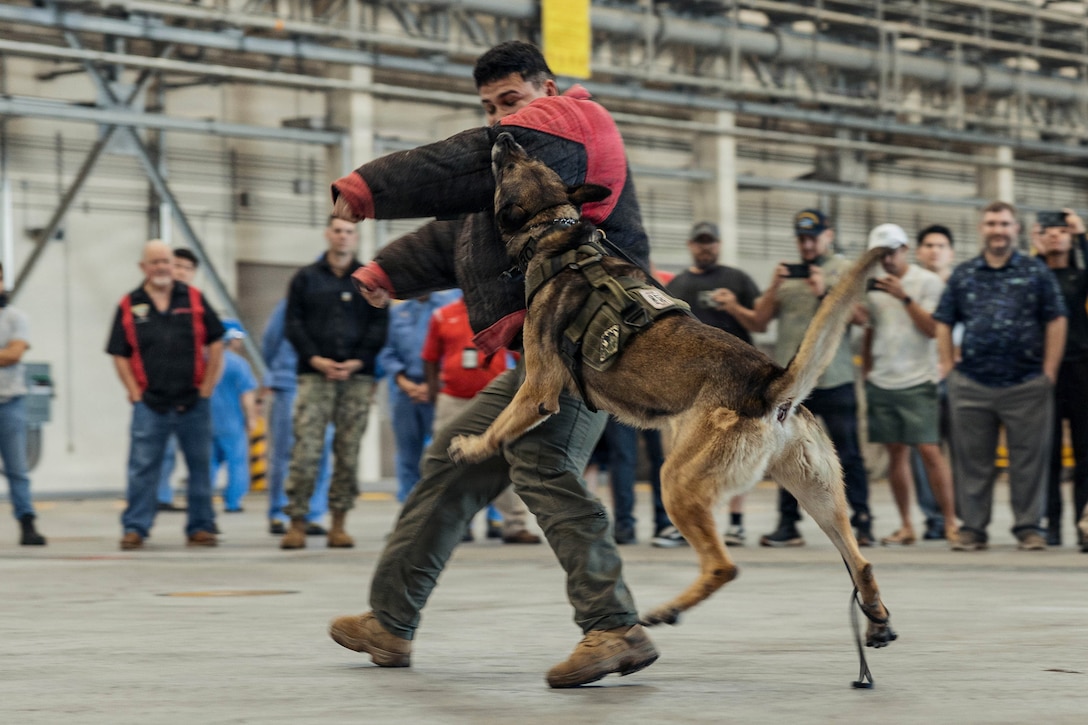 A military working dog jumps to bite a Marine in a protective suit as a crowd watches in the background.