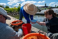 Jennifer McDonnell, 11th Civil Engineer Squadron environmental team chief, releases a basket of mussels during a freshwater mussel deployment event at Joint Base Anacostia-Bolling, Washington, D.C., May 15, 2026. Freshwater mussels serve as natural biological filtration systems; a single mussel can filter gallons of water daily, removing algae, bacteria, and particulates from the water column. (U.S. Air Force photo by Senior Airman Shanel Toussaint)