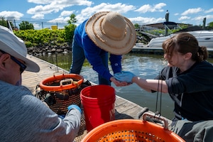 Jennifer McDonnell, 11th Civil Engineer Squadron environmental team chief, releases a basket of mussels during a freshwater mussel deployment event at Joint Base Anacostia-Bolling, Washington, D.C., May 15, 2026. Freshwater mussels serve as natural biological filtration systems; a single mussel can filter gallons of water daily, removing algae, bacteria, and particulates from the water column. (U.S. Air Force photo by Senior Airman Shanel Toussaint)