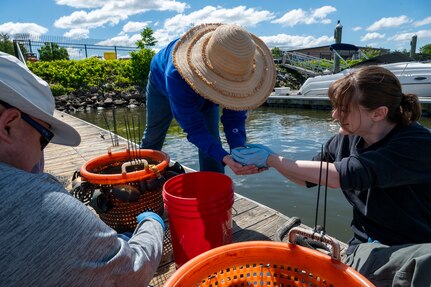 Jennifer McDonnell, 11th Civil Engineer Squadron environmental team chief, releases a basket of mussels during a freshwater mussel deployment event at Joint Base Anacostia-Bolling, Washington, D.C., May 15, 2026. Freshwater mussels serve as natural biological filtration systems; a single mussel can filter gallons of water daily, removing algae, bacteria, and particulates from the water column. (U.S. Air Force photo by Senior Airman Shanel Toussaint)