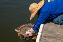Jennifer McDonnell, 11th Civil Engineer Squadron environmental team chief, releases a basket of mussels during a freshwater mussel deployment event at Joint Base Anacostia-Bolling, Washington, D.C., May 15, 2026. Freshwater mussels serve as natural biological filtration systems; a single mussel can filter gallons of water daily, removing algae, bacteria, and particulates from the water column. (U.S. Air Force photo by Senior Airman Shanel Toussaint)