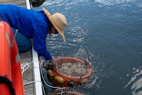 Jennifer McDonnell, 11th Civil Engineer Squadron environmental team chief, releases a basket of mussels during a freshwater mussel deployment event at Joint Base Anacostia-Bolling, Washington, D.C., May 15, 2026. Freshwater mussels serve as natural biological filtration systems; a single mussel can filter gallons of water daily, removing algae, bacteria, and particulates from the water column. (U.S. Air Force photo by Senior Airman Shanel Toussaint)