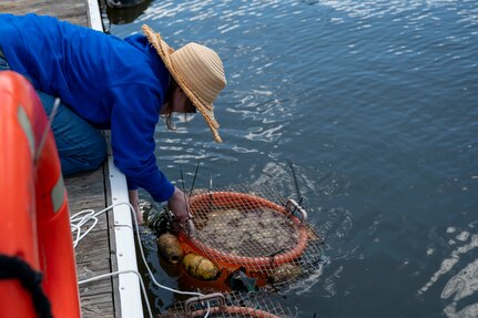 Jennifer McDonnell, 11th Civil Engineer Squadron environmental team chief, releases a basket of mussels during a freshwater mussel deployment event at Joint Base Anacostia-Bolling, Washington, D.C., May 15, 2026. Freshwater mussels serve as natural biological filtration systems; a single mussel can filter gallons of water daily, removing algae, bacteria, and particulates from the water column. (U.S. Air Force photo by Senior Airman Shanel Toussaint)