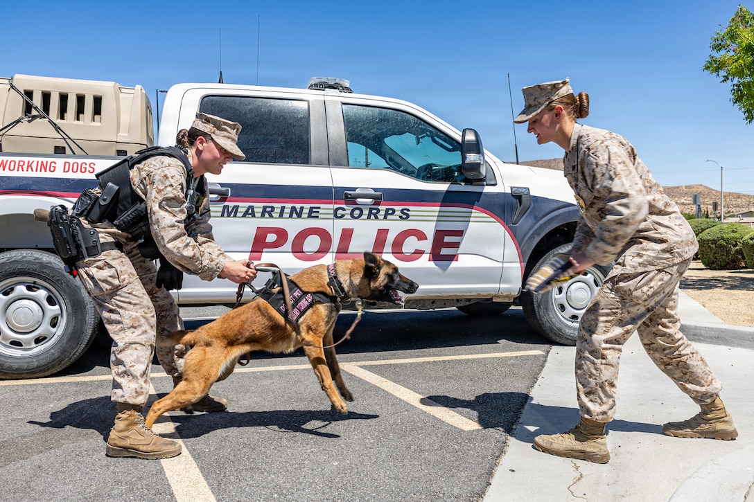 U.S. Marine Corps Cpl. Gabriel Moldenhauer, left, an Alabama native, and Cpl. Evangeline Thomas, a Pennsylvania native, military working dog handlers with the Provost Marshal’s Office, Marine Air Ground Task Force Training Command, Marine Corps Air Ground Combat Center, practice bite techniques with military working dog, Navajo at the Help Yourself, Help Your Neighbor event in Yucca Valley, California, May 9, 2026. The demonstration showcased to the public the dog’s proficiency in deterring and subduing potential threats as well as how they can be safely implemented. (U.S. Marine Corps photo by Lance Cpl. Cody Fitzgerald)