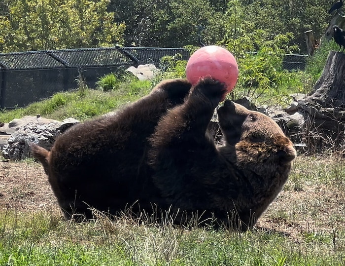 A bear plays with a buoy donated by the Umigomi Enrichment Project at the Oakland Zoo.