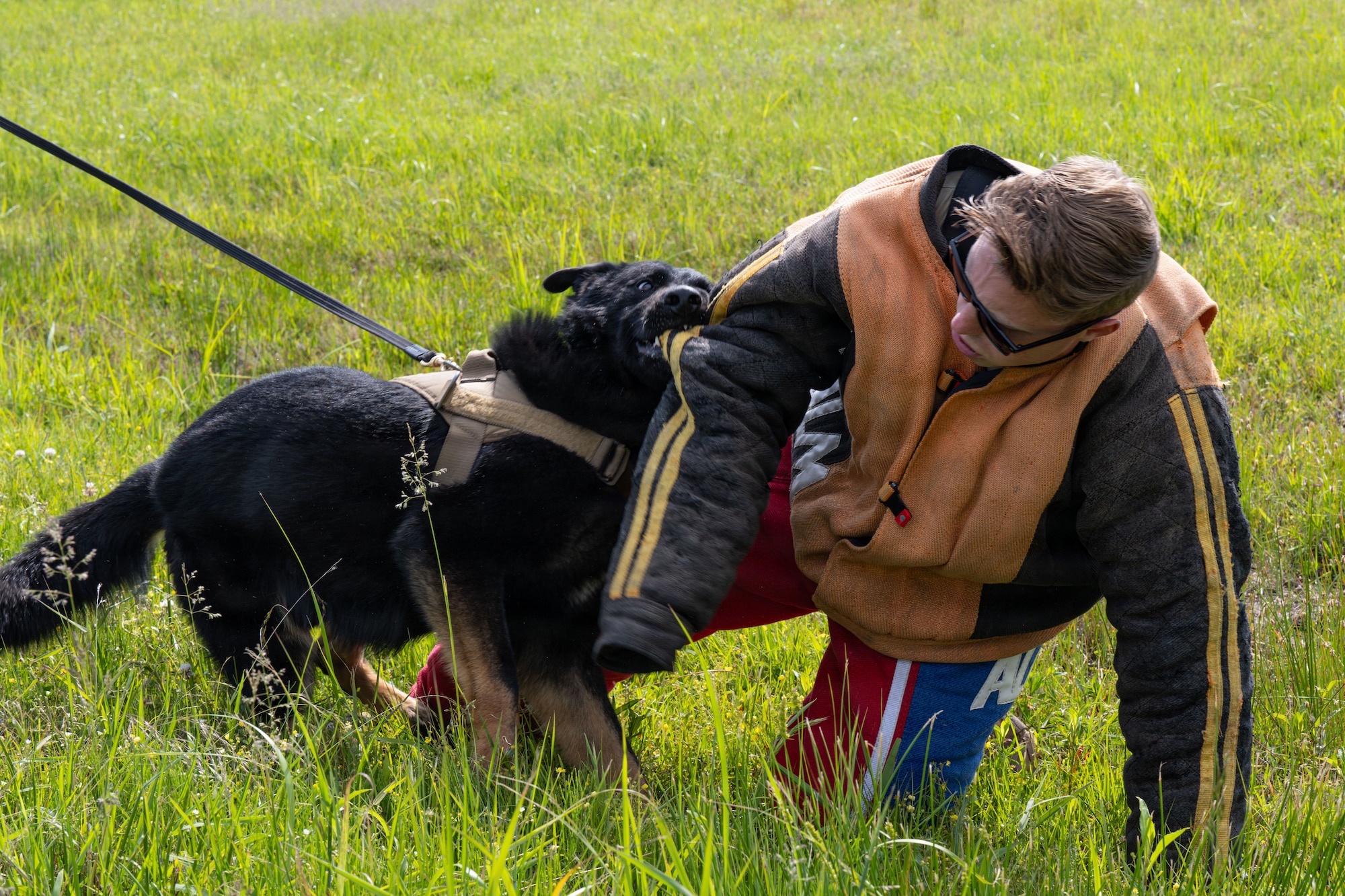Airman and dog practice controlled aggression.