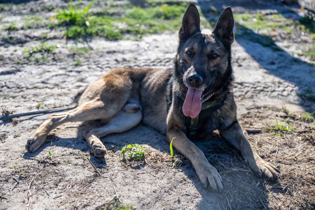 A U.S. Air Force military working dog assigned to the 820th Base Defense Group search for simulated isolated personnel during a survival, evasion, resistance and escape (SERE) training exercise at Moody Air Force Base.