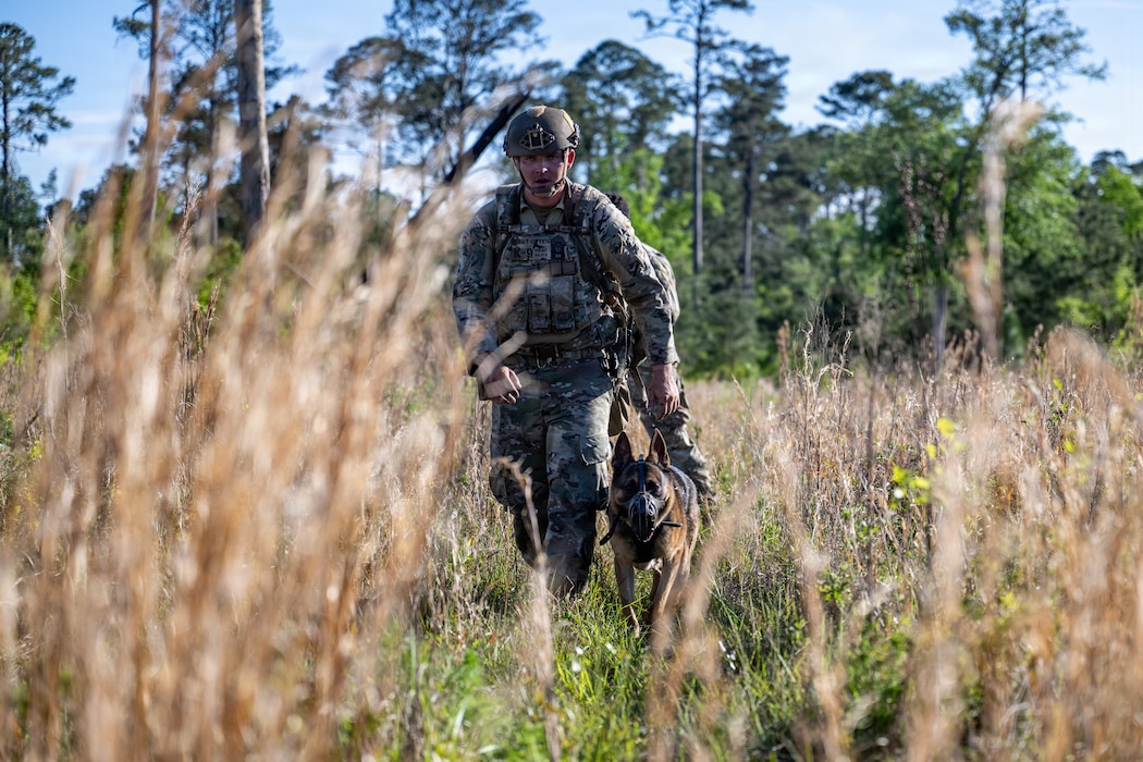 A U.S. Air Force military working dog assigned to the 820th Base Defense Group search for simulated isolated personnel during a survival, evasion, resistance and escape (SERE) training exercise at Moody Air Force Base.