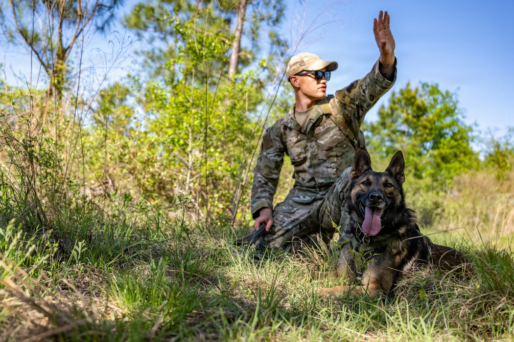 A U.S. Air Force military working dog assigned to the 820th Base Defense Group search for simulated isolated personnel during a survival, evasion, resistance and escape (SERE) training exercise at Moody Air Force Base.