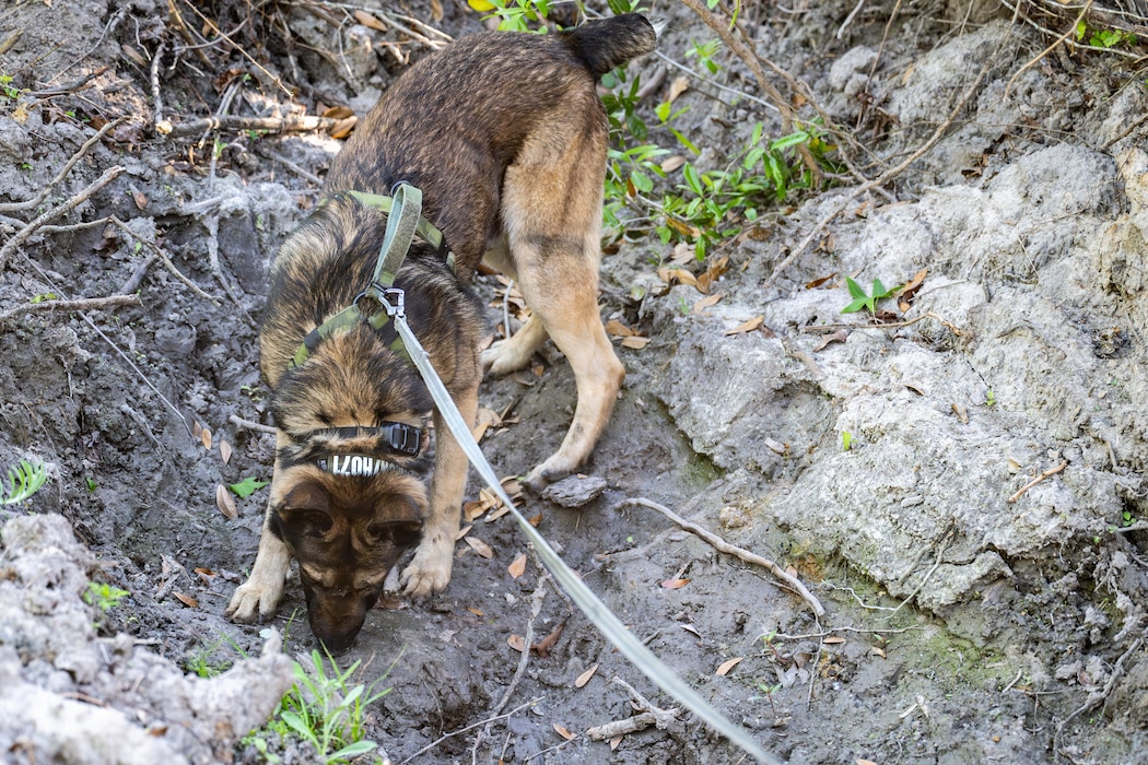 A U.S. Air Force military working dog assigned to the 820th Base Defense Group search for simulated isolated personnel during a survival, evasion, resistance and escape (SERE) training exercise at Moody Air Force Base.