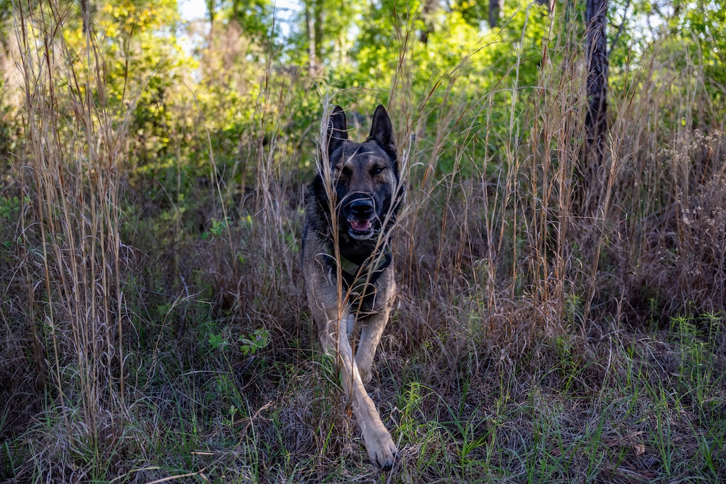A U.S. Air Force military working dog assigned to the 820th Base Defense Group search for simulated isolated personnel during a survival, evasion, resistance and escape (SERE) training exercise at Moody Air Force Base.