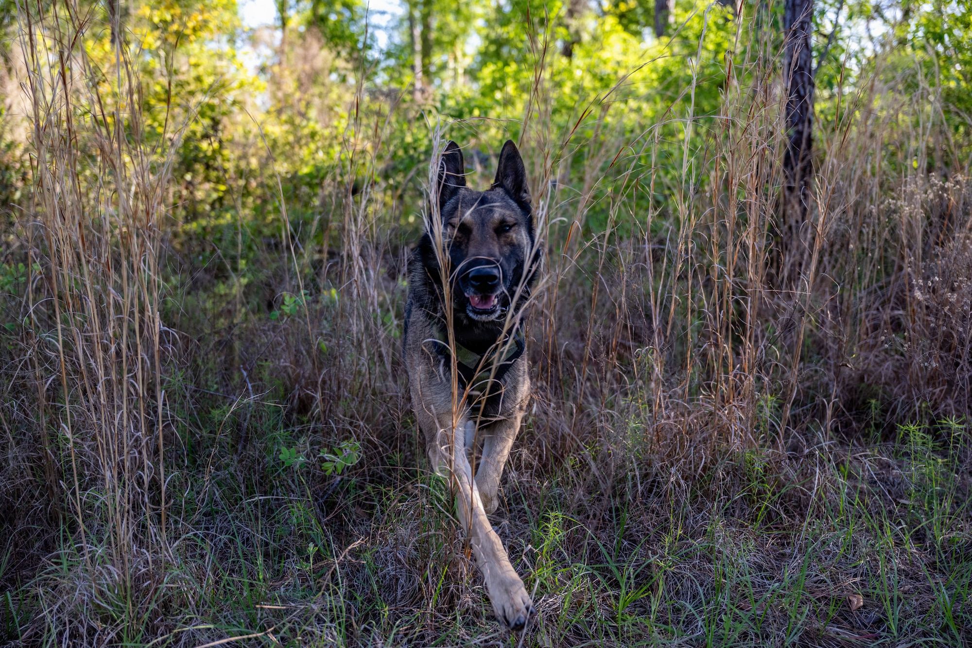 A U.S. Air Force military working dog assigned to the 820th Base Defense Group search for simulated isolated personnel during a survival, evasion, resistance and escape (SERE) training exercise at Moody Air Force Base.