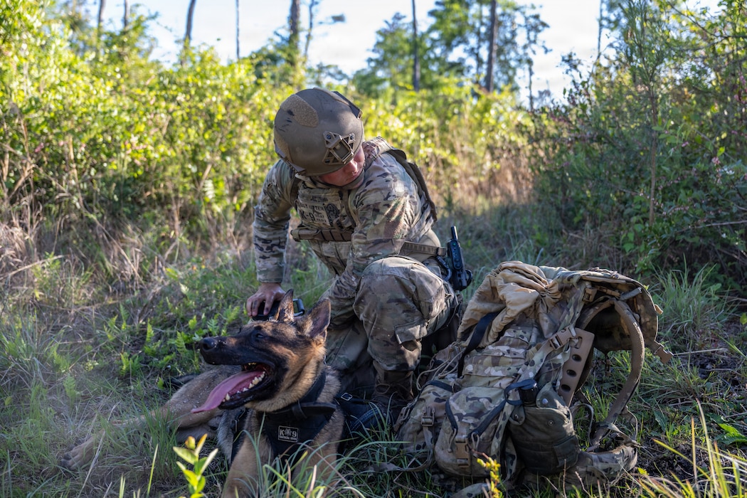A U.S. Air Force military working dog assigned to the 820th Base Defense Group search for simulated isolated personnel during a survival, evasion, resistance and escape (SERE) training exercise at Moody Air Force Base.