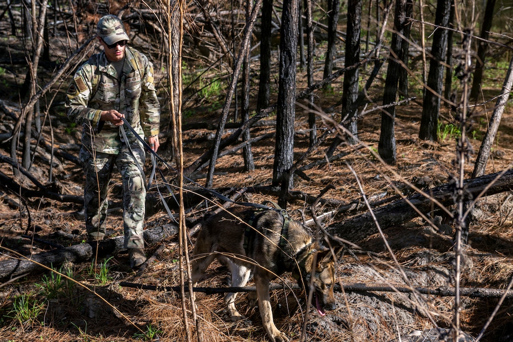A U.S. Air Force military working dog assigned to the 820th Base Defense Group search for simulated isolated personnel during a survival, evasion, resistance and escape (SERE) training exercise at Moody Air Force Base.