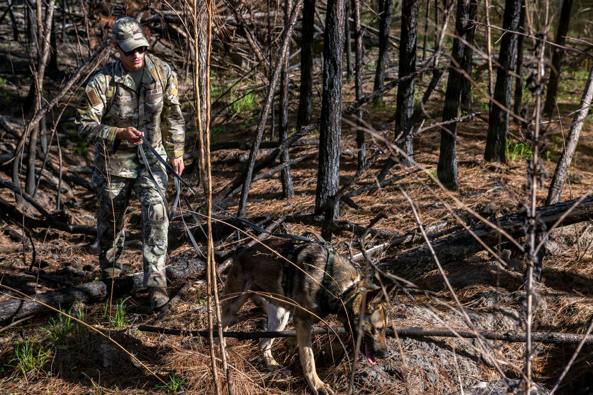 A U.S. Air Force military working dog assigned to the 820th Base Defense Group search for simulated isolated personnel during a survival, evasion, resistance and escape (SERE) training exercise at Moody Air Force Base.