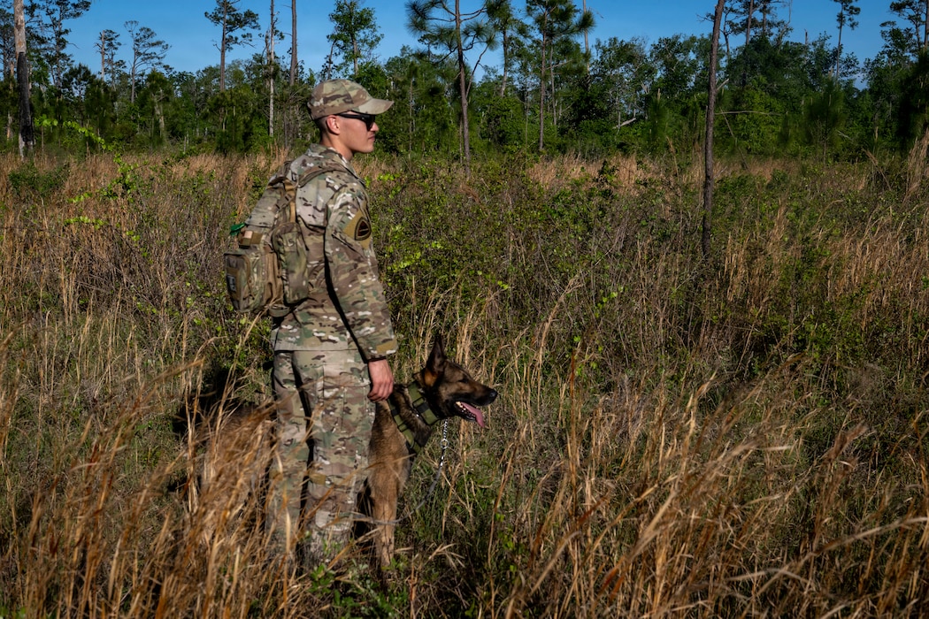 A U.S. Air Force military working dog assigned to the 820th Base Defense Group search for simulated isolated personnel during a survival, evasion, resistance and escape (SERE) training exercise at Moody Air Force Base.