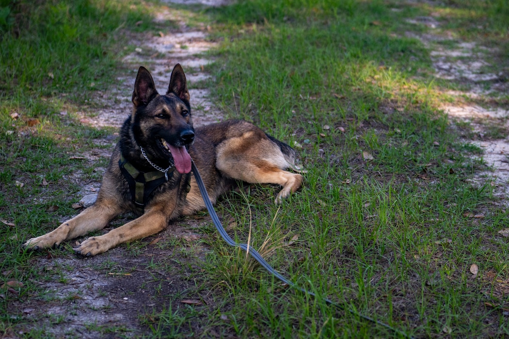 A U.S. Air Force military working dog assigned to the 820th Base Defense Group search for simulated isolated personnel during a survival, evasion, resistance and escape (SERE) training exercise at Moody Air Force Base.