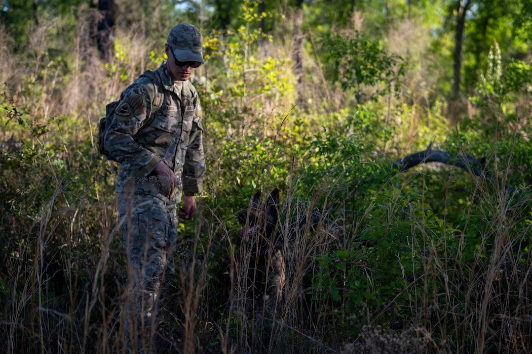 A U.S. Air Force military working dog assigned to the 820th Base Defense Group search for simulated isolated personnel during a survival, evasion, resistance and escape (SERE) training exercise at Moody Air Force Base.