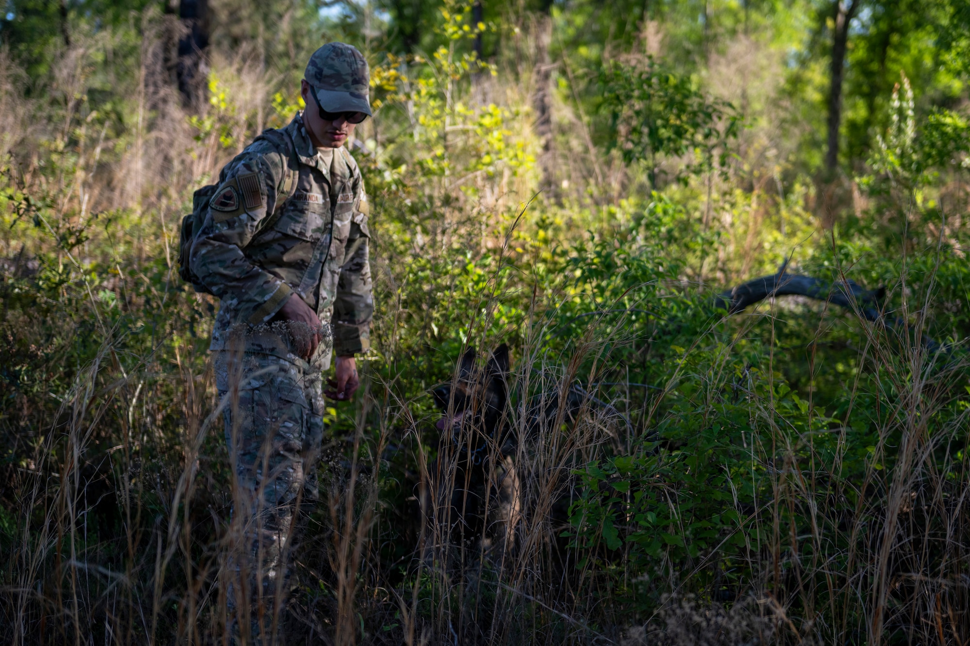 A U.S. Air Force military working dog assigned to the 820th Base Defense Group search for simulated isolated personnel during a survival, evasion, resistance and escape (SERE) training exercise at Moody Air Force Base.