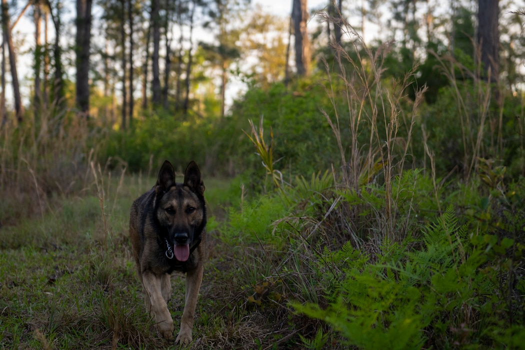 A U.S. Air Force military working dog assigned to the 820th Base Defense Group search for simulated isolated personnel during a survival, evasion, resistance and escape (SERE) training exercise at Moody Air Force Base.