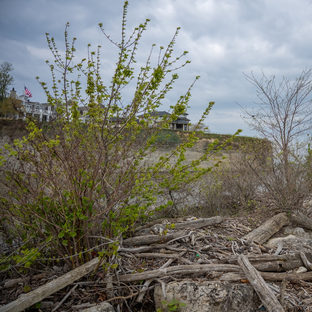 Sticks and a bush