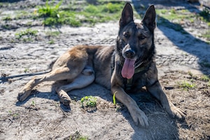 A U.S. Air Force military working dog assigned to the 820th Base Defense Group search for simulated isolated personnel during a survival, evasion, resistance and escape (SERE) training exercise at Moody Air Force Base.