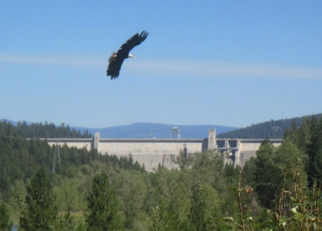 Photo of a Bald Eagle flying downstream of Libby Dam, Libby, Montana.