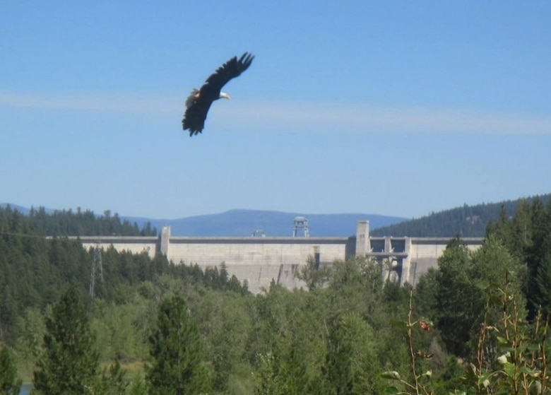 Photo of a Bald Eagle flying downstream of Libby Dam, Libby, Montana.