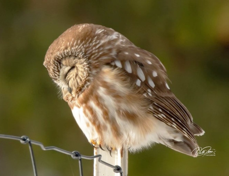 Photo of owl asleep while perched on a fence post.