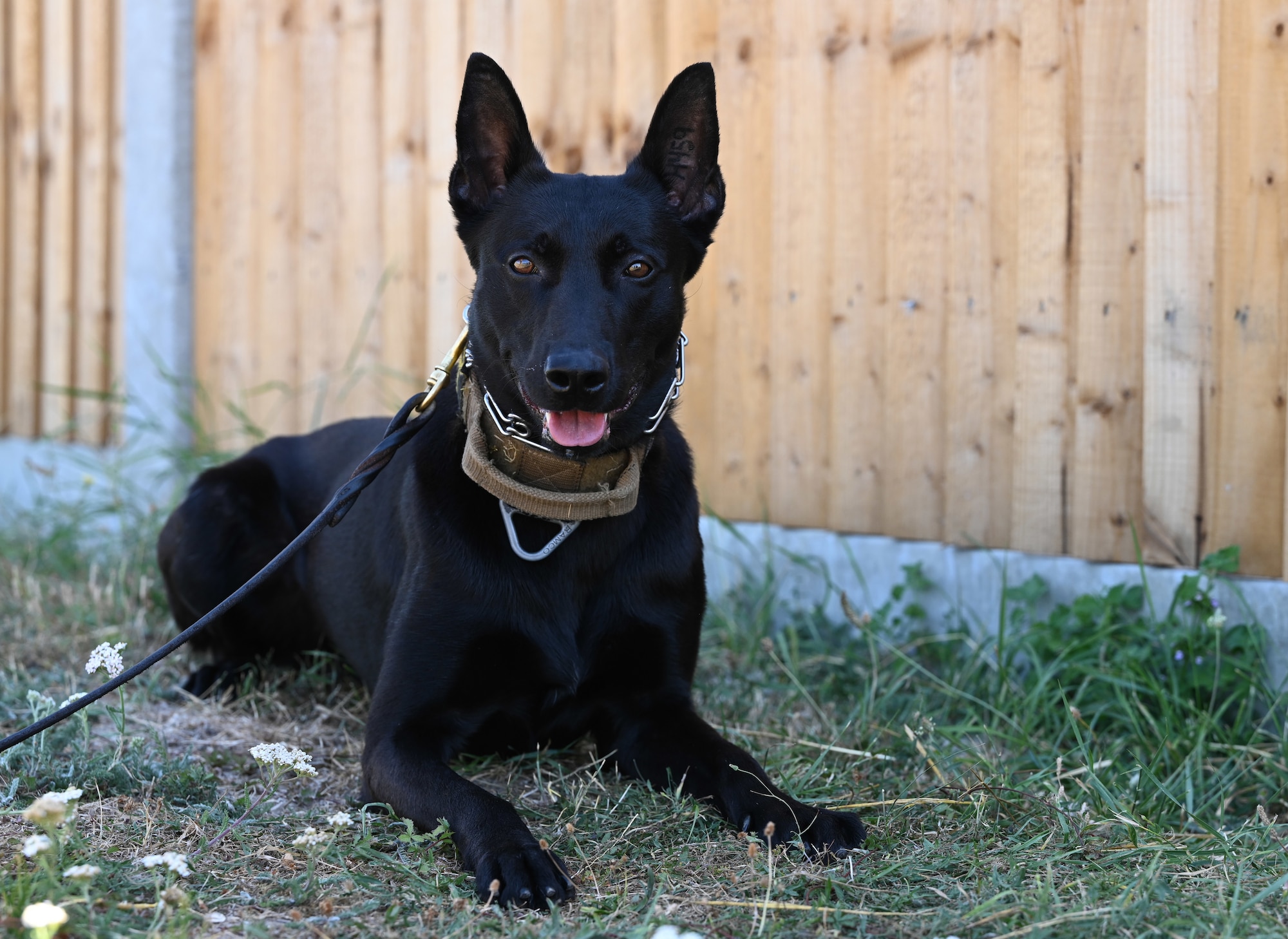 U.S. Air Force Military Working Dog Mmoab, a Belgian Malinois, poses for a photo between training sessions at RAF Mildenhall, England, Aug. 13, 2026. Mmoab is a Puppy Program dog – shown by the double-letter designation in his name. He is only the fourth Puppy Program MWD that has been assigned to RAF Mildenhall. (U.S. Air Force photo by Karen Abeyasekere)