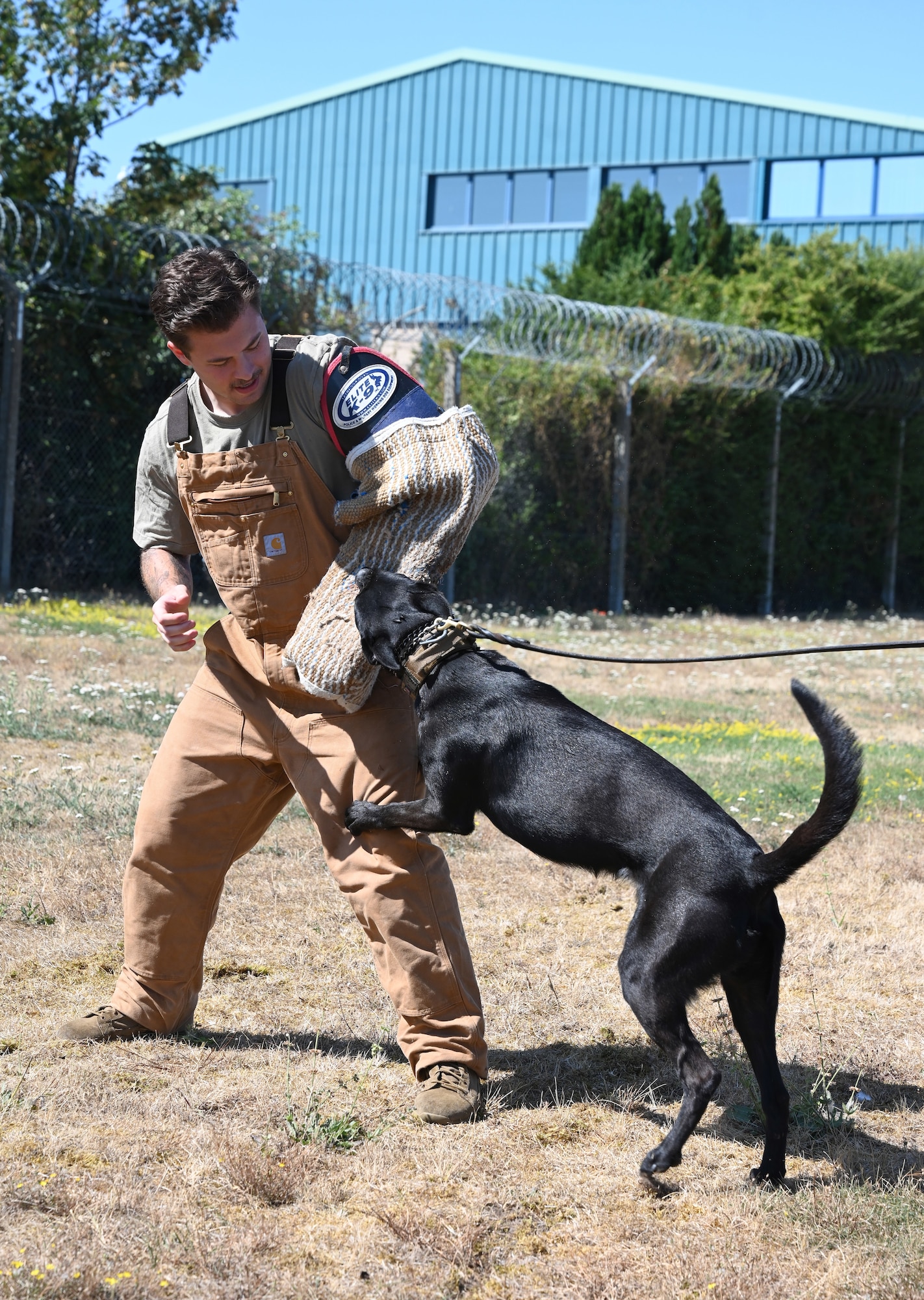 U.S. Air Force Military Working Dog Mmoab gets a firm grip on the bite sleeve of "bad guy" Senior Airman Benjamin Campbell, 100th Security Forces Squadron MWD handler, during a training session at RAF Mildenhall, England, Aug. 13, 2026. Once training is over and the MWD has successfully aggressed, attacked and obeyed all commands, the dog is rewarded with the sleeve of the mock assailant, which the dog carries around in its mouth as a trophy for accomplishing its mission. (U.S. Air Force photo by Karen Abeyasekere)