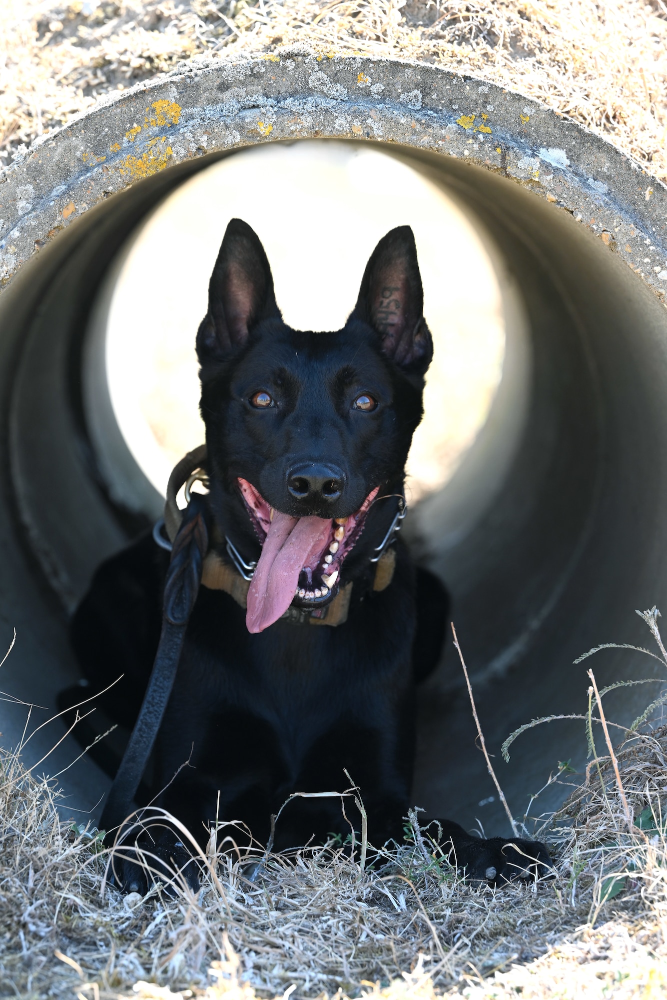U.S. Air Force Military Working Dog Mmoab poses for a photo during a training session at RAF Mildenhall, England, Aug. 13, 2026. The 100th Security Forces Squadron military working dogs and handlers undergo high-intensity training to operate in hostile environments. The highly trained canines provide security for military personnel and assets. (U.S. Air Force photo by Karen Abeyasekere)