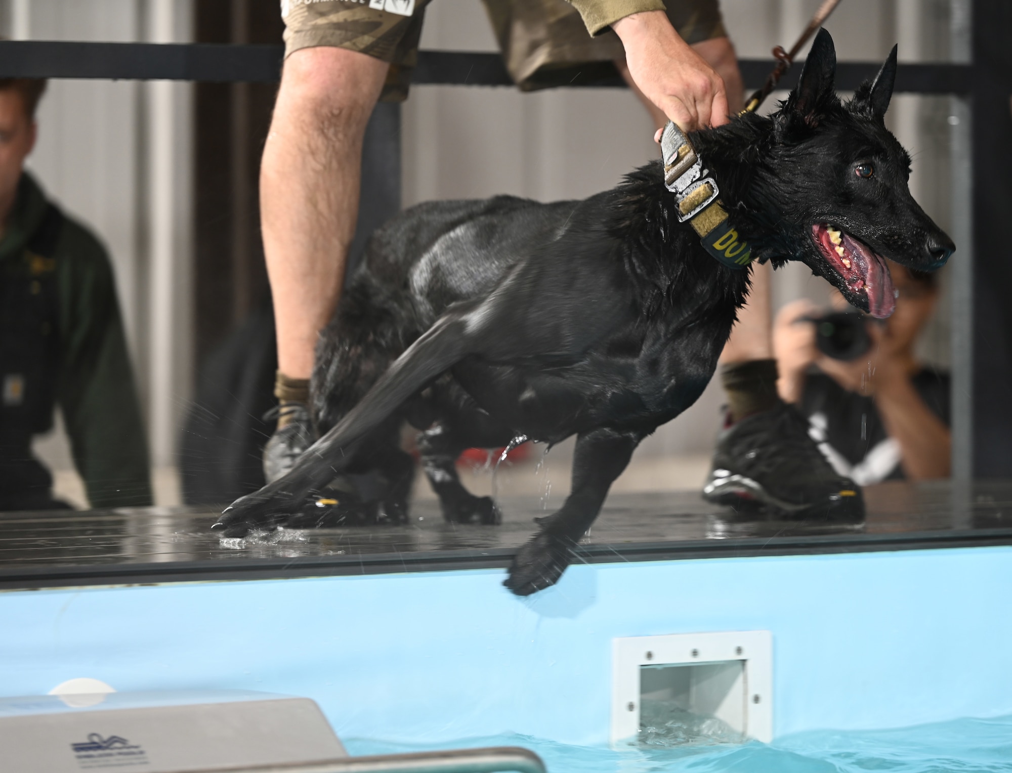U.S. Air Force MWD Mmoab prepares to launch into a pool and perform a bite during water confidence training at RAF Mildenhall, England, Nov. 12, 2025. Mmoab, a Belgian Malinois, is a Puppy Program dog – shown by the double-letter designation in his name – and only the fourth Puppy Program MWD that has been assigned to RAF Mildenhall. (U.S. Air Force photo by Karen Abeyasekere)