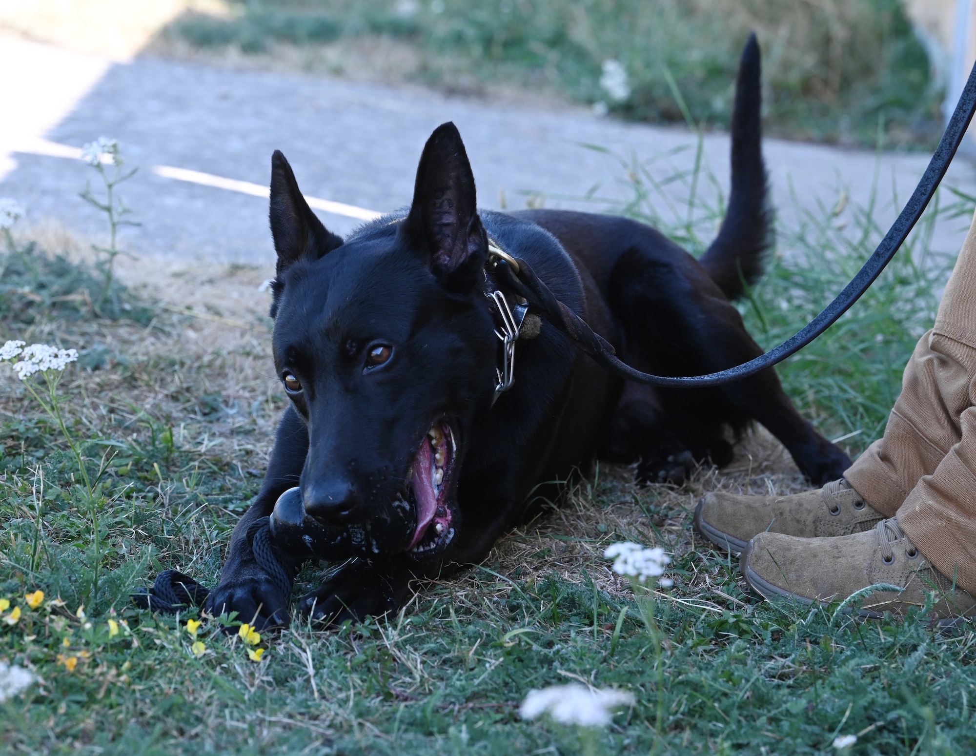 U.S. Air Force Military Working Dog Mmoab chews on his toy as he takes a break between training sessions at RAF Mildenhall, England, Aug. 13, 2026. Mmoab, a Belgian Malinois, is a Puppy Program dog – shown by the double-letter designation in his name – and only the fourth Puppy Program MWD that has been assigned to RAF Mildenhall. (U.S. Air Force photo by Karen Abeyasekere)