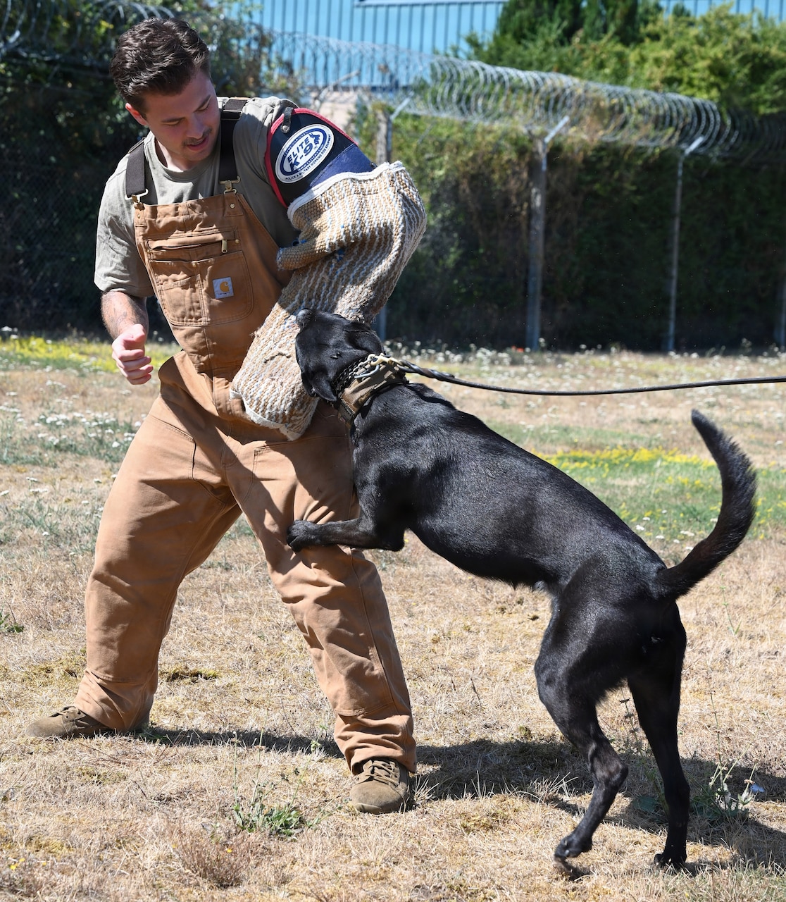 A black dog bites a safety pad on a man’s arm outside in a field.