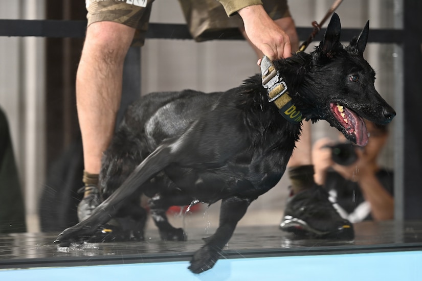 A person stands on the edge of a swimming pool and holds a black dog by the collar.