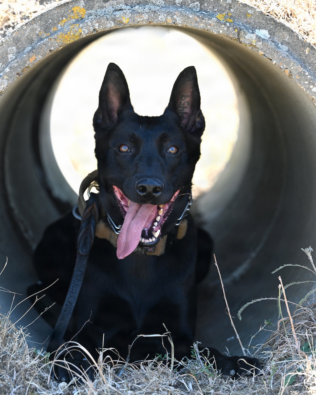 A black dog sits under a large concrete pipe.