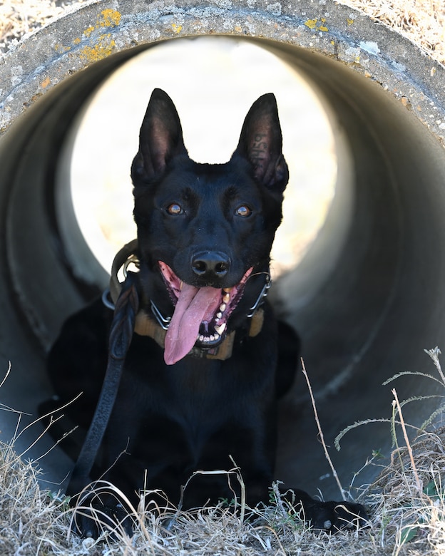 A black dog sits under a large concrete pipe.