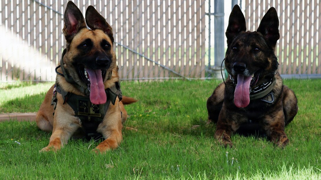Military working dogs, Lufi and Tigi, pose for a photo after a day of outdoor training at the kennels aboard Marine Corps Logistics Base Barstow, California, August 6.